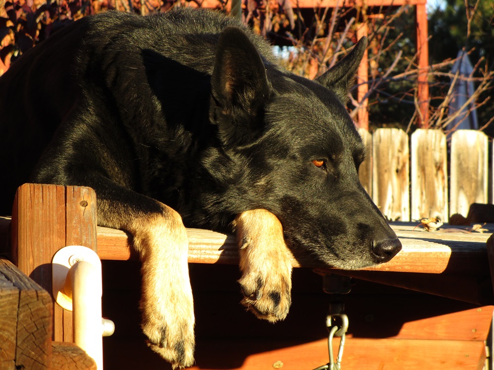Private Dog Training