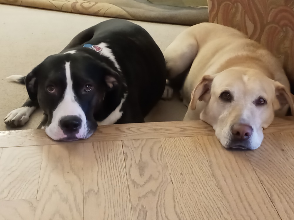 Private Dog Training